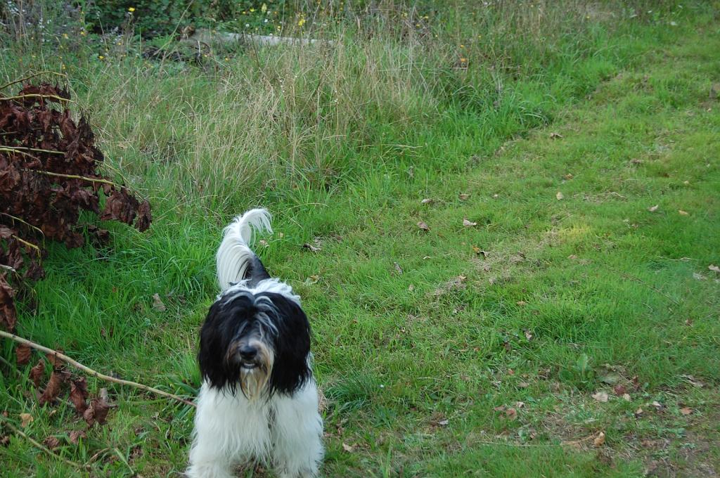 Cliquer pour l'image originale