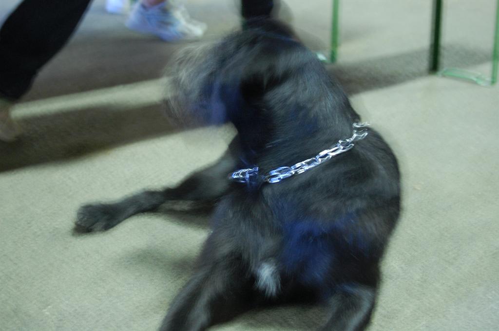 Cliquer pour l'image originale