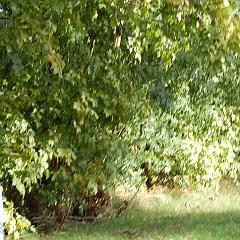 dsc_4199 * 1600 x 1063 * (1.4MB)